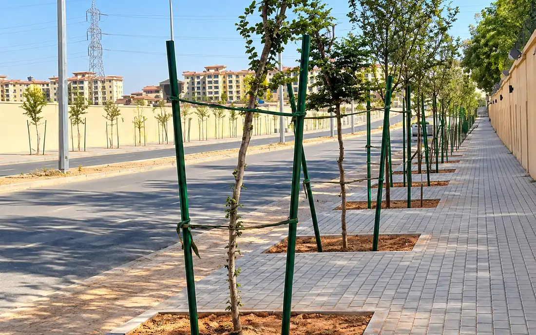 Newly planted trees held by stakes along a paved sidewalk